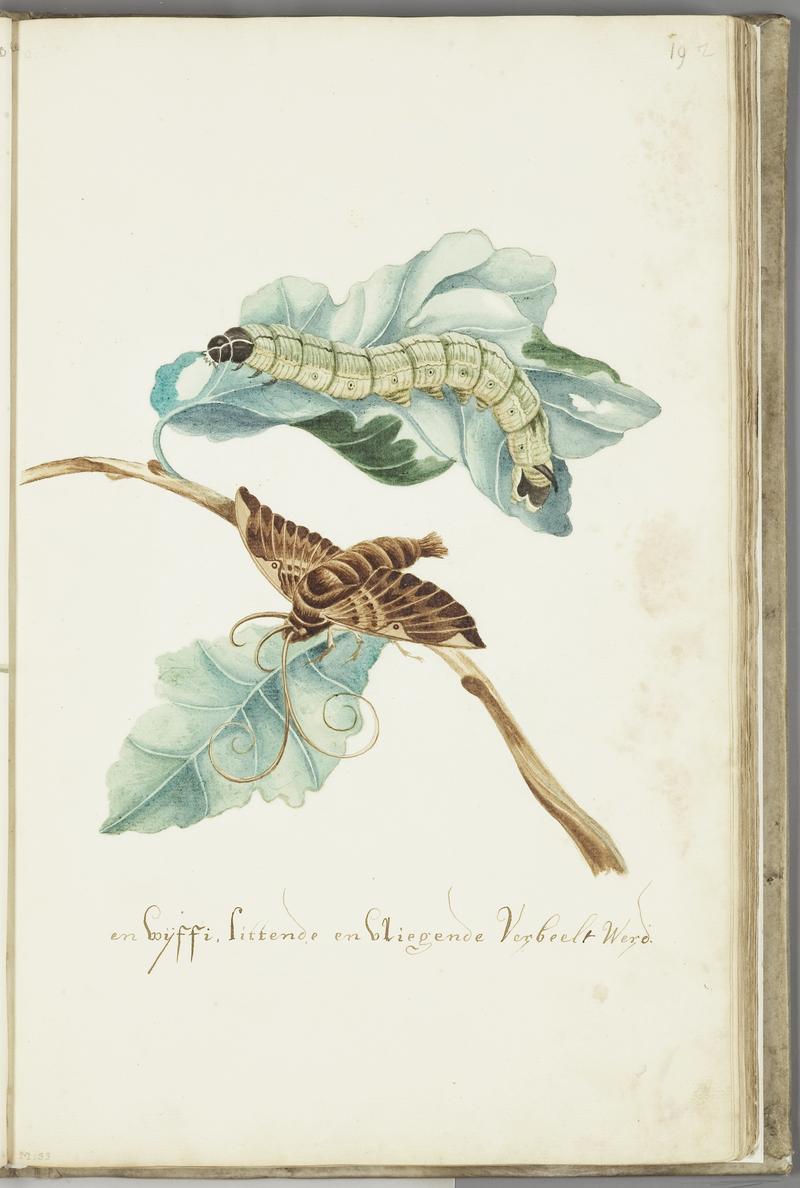 KITLV - 37A42 - Markée, Cornelis - Vine branch. Caterpillar and butterfly - Brush drawing - Circa 1763