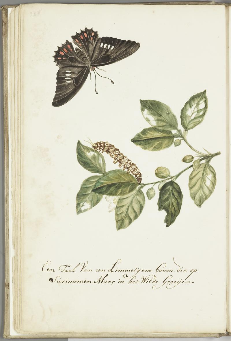 KITLV - 37A43 - Markée, Cornelis - A branch of a "Limmetijen" tree, wild in Surinam - Brush drawing - Circa 1763