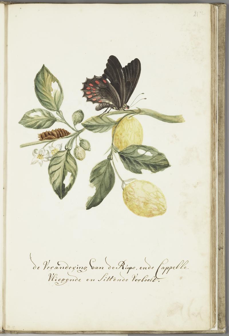 KITLV - 37A44 - Markée, Cornelis - A branch of a "Limmetijen" tree, which grow wild in Surinam, with caterpillar and butterfly - Brush drawing - Circa 1763