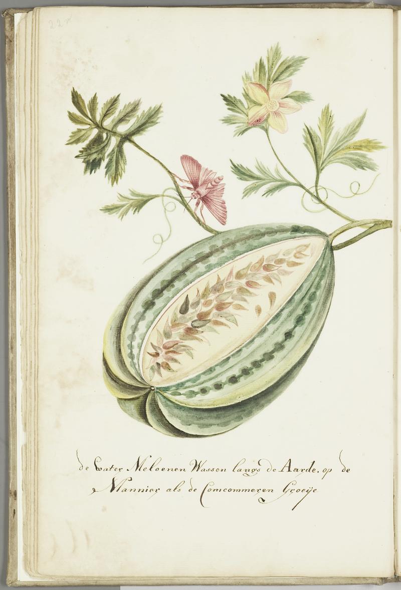 KITLV - 37A45 - Markée, Cornelis - Watermelon with leaves and butterfly - Brush drawing - Circa 1763