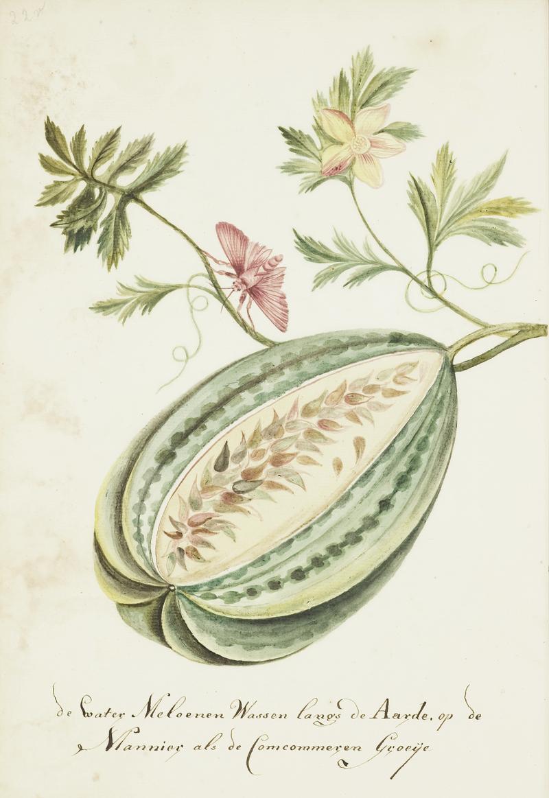 KITLV - 37A45 - Markée, Cornelis - Watermelon with leaves and butterfly - Brush drawing - Circa 1763 (cropped)