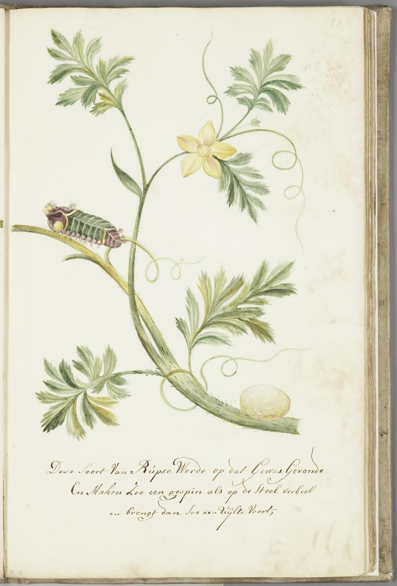 KITLV - 37A46 - Markée, Cornelis - Caterpillar with pupa on a plant - Brush drawing - Circa 1763