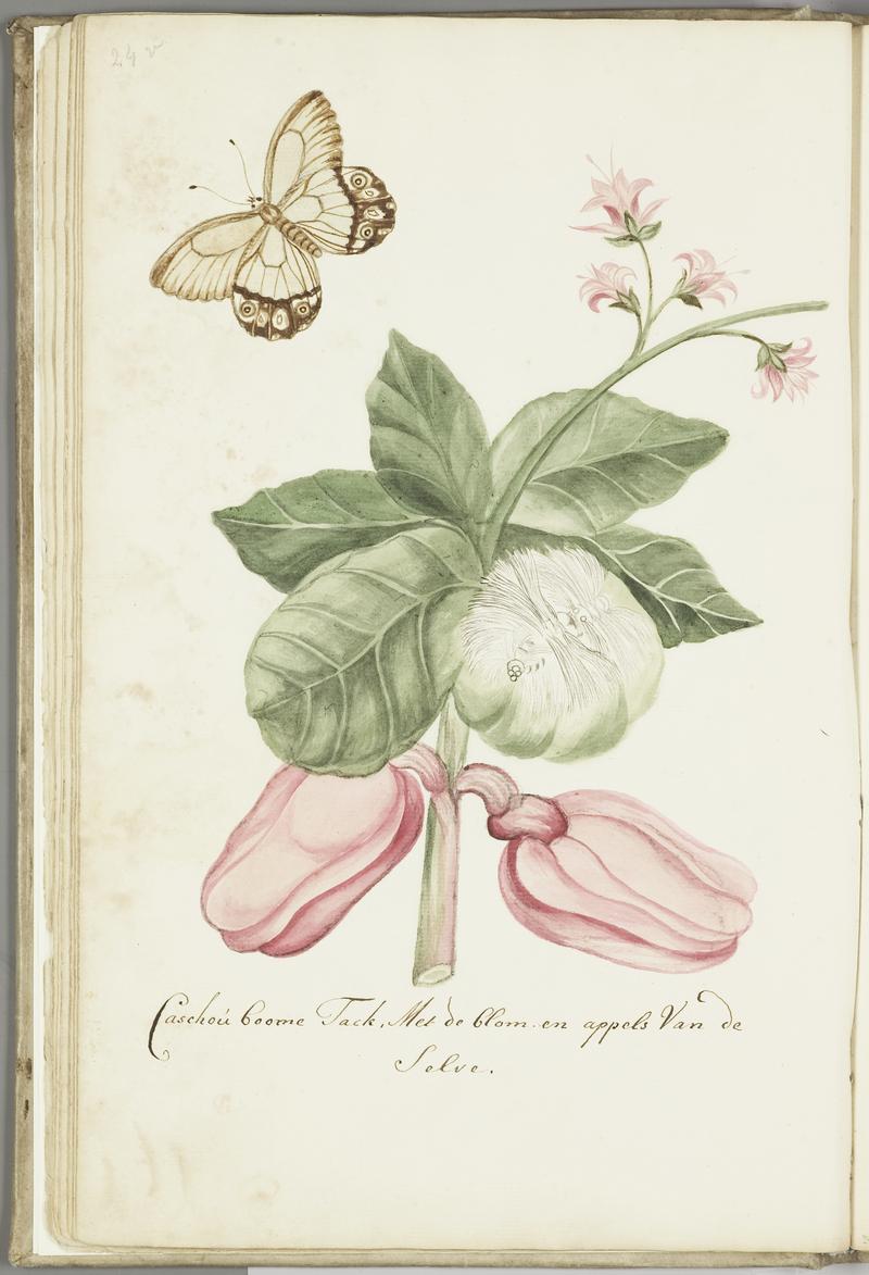 KITLV - 37A47 - Markée, Cornelis - Catechu (Acacia) tree branch, with flowers and apples - Brush drawing - Circa 1763