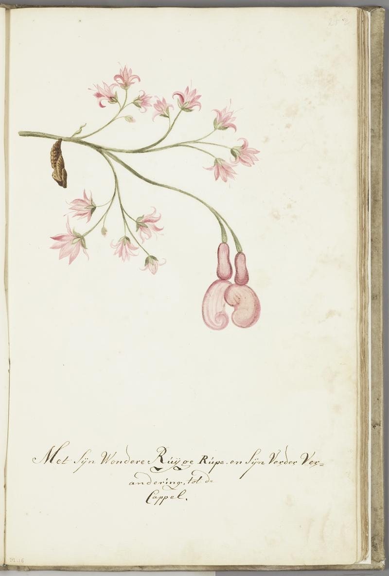 KITLV - 37A48 - Markée, Cornelis - Pink flowers with caterpillar - Brush drawing - Circa 1763