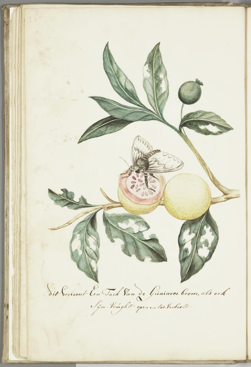 KITLV - 37A49 - Markée, Cornelis - Branches and open fruit of the Guava tree, with feeding butterfly - Brush drawing - Circa 1763