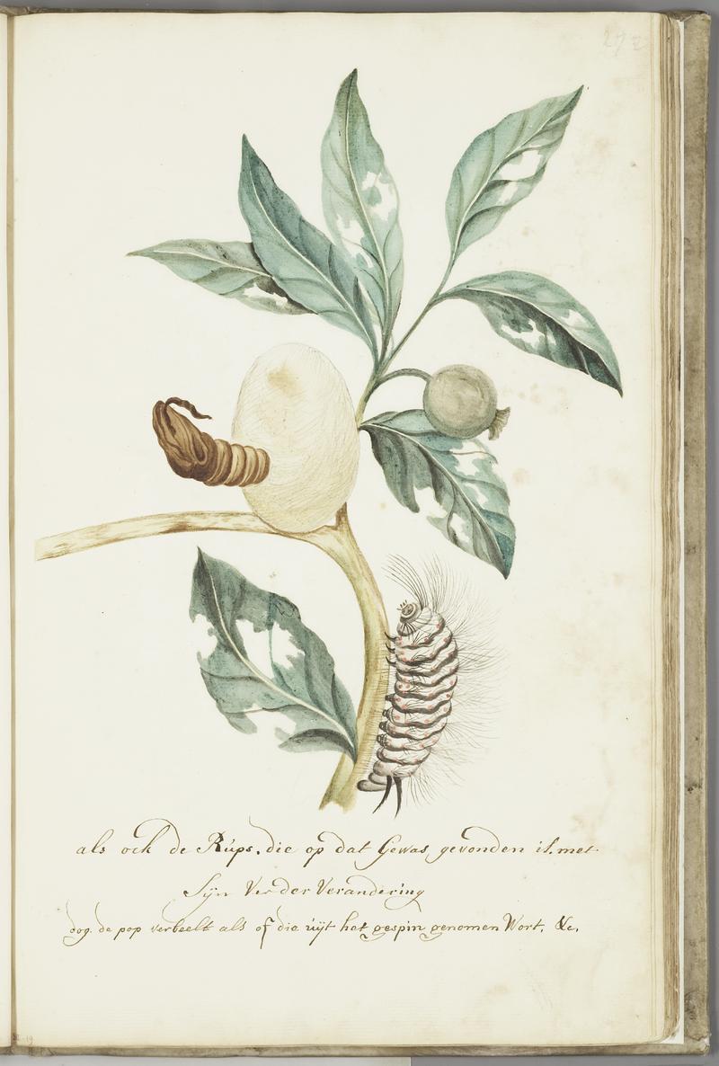 KITLV - 37A50 - Markée, Cornelis - Plant, pupa and caterpillar - Brush drawing - Circa 1763