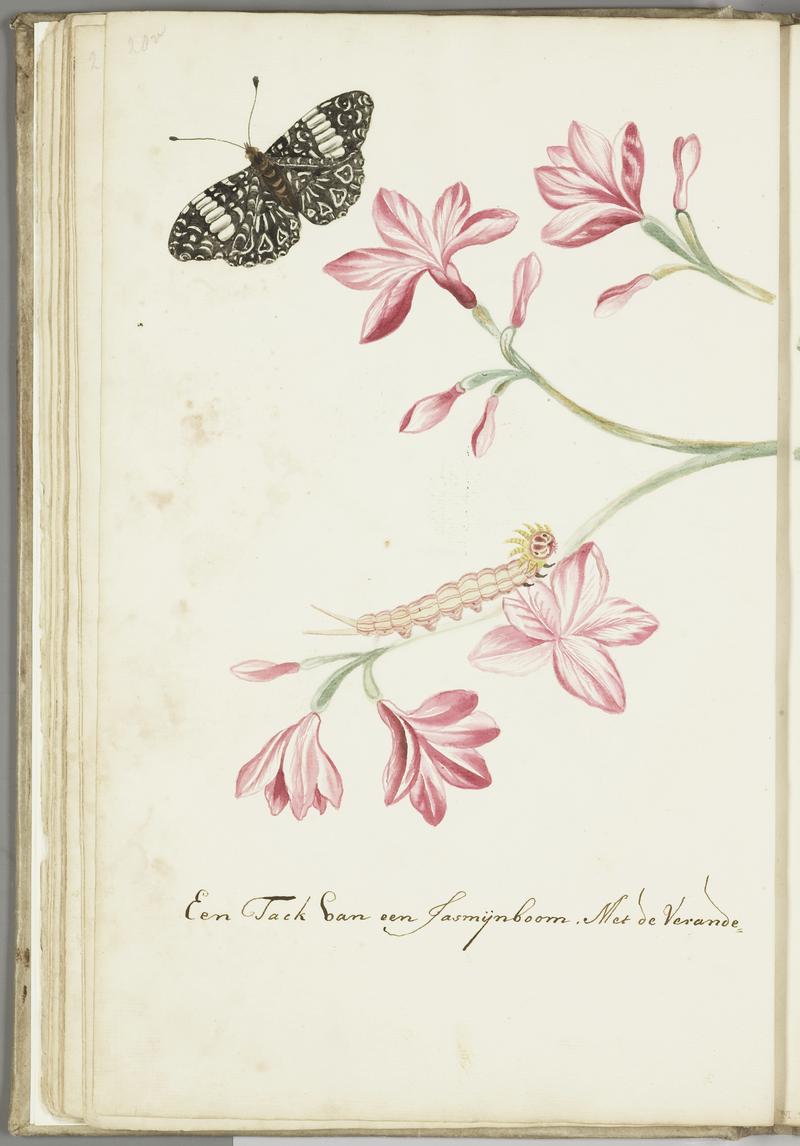 KITLV - 37A51 - Markée, Cornelis - Jasmine shrub branch with red flowers, caterpillar and butterfly - Brush drawing - Circa 1763