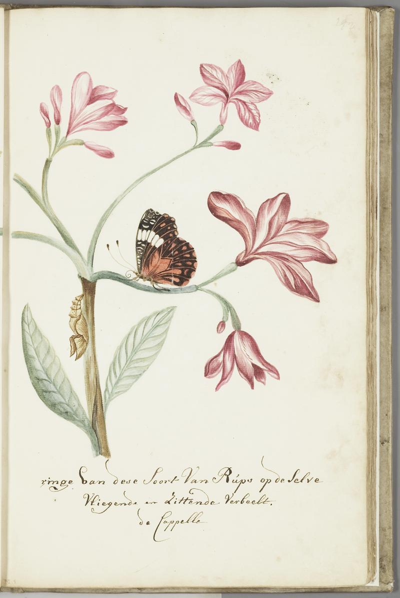 KITLV - 37A52 - Markée, Cornelis - A jasmine tree branch, with caterpillar and sitting and flying butterfly - Brush drawing - Circa 1763