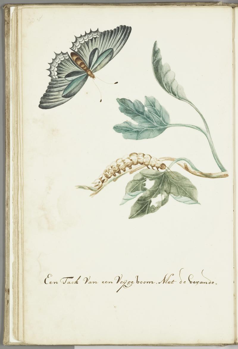 KITLV - 37A53 - Markée, Cornelis - Fig tree branch with caterpillar and butterfly - Brush drawing - Circa 1763