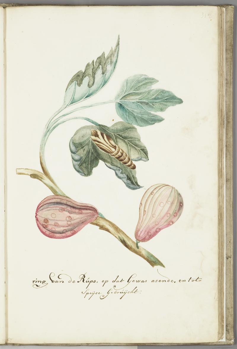 KITLV - 37A54 - Markée, Cornelis - Fig tree branch with caterpillar - Brush drawing - Circa 1763