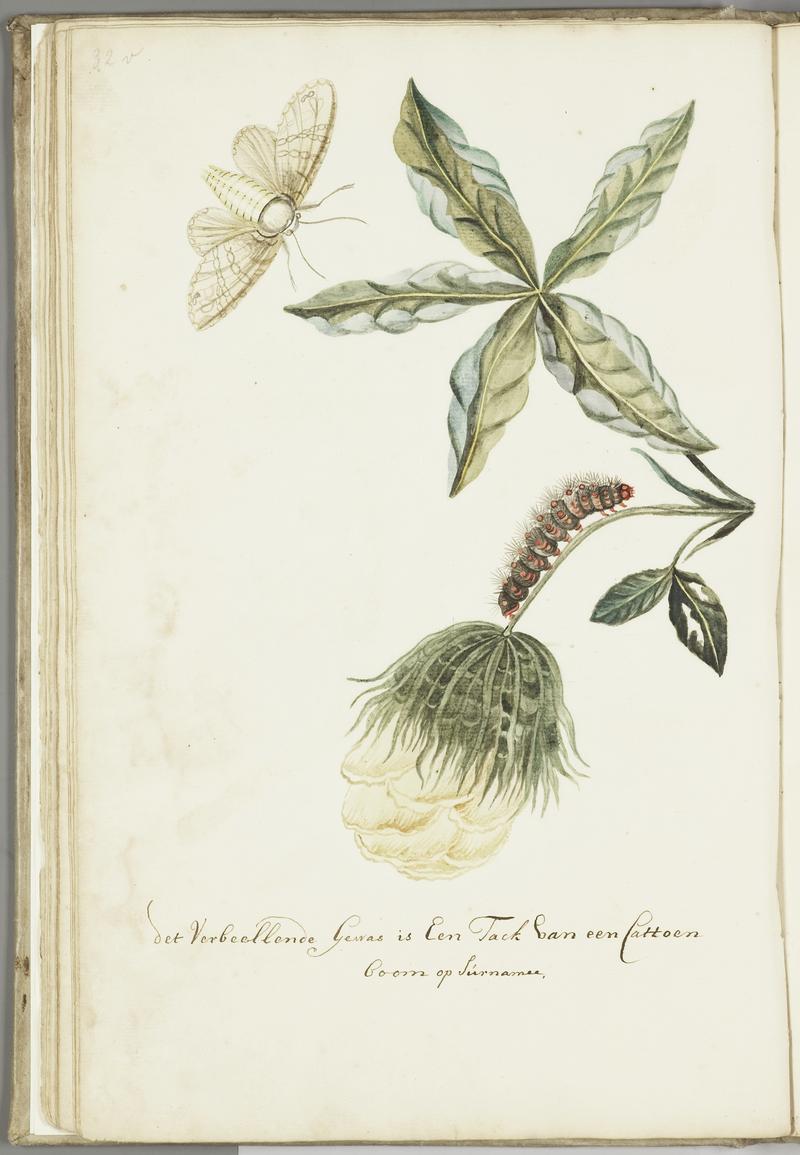 KITLV - 37A55 - Markée, Cornelis - Branch of a cotton plant in Surinam, with flower, caterpillar and butterfly - Brush drawing - Circa 1763