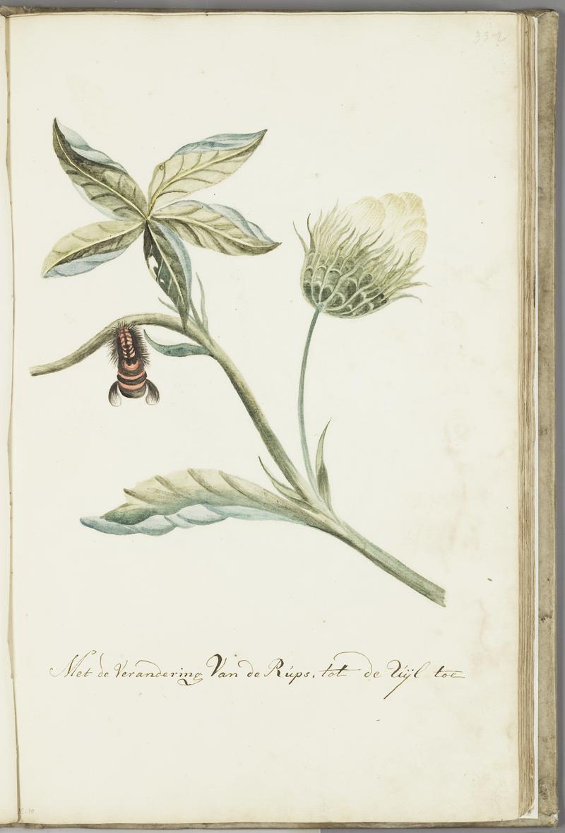 KITLV - 37A56 - Markée, Cornelis - Plant with flower and leaves. Caterpillar changing into a moth. - Brush drawing - Circa 1763
