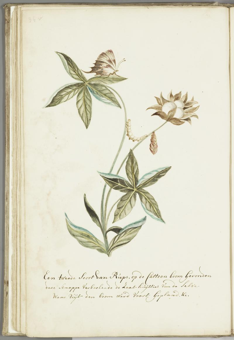 KITLV - 37A57 - Markée, Cornelis - A second type of caterpillar on a cotton plant with butterfly - Brush drawing - Circa 1763