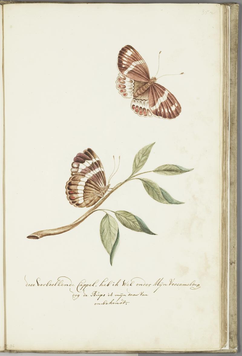 KITLV - 37A58 - Markée, Cornelis - Branch with leaves and sitting and flying brown butterfly. Caterpillar unknown - Brush drawing - Circa 1763