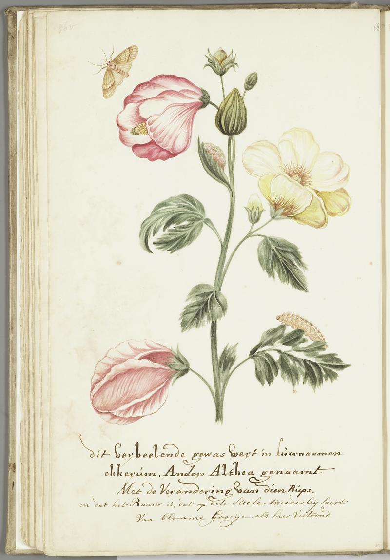 KITLV - 37A59 - Markée, Cornelis - Plant called "okkerum" in Surinam or Althea, with leaves, tow types of flower, caterpillar and butterfly - Brush drawing - Circa 1763