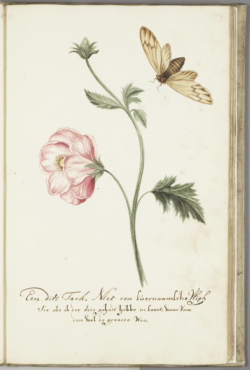 KITLV - 37A60 - Markée, Cornelis - A branch with a Surinam fly, the largest of three I had - Brush drawing - Circa 1763