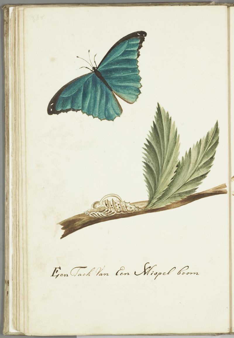 KITLV - 37A61 - Markée, Cornelis - A branch of a medlar tree with caterpillar and butterfly - Brush drawing - Circa 1763