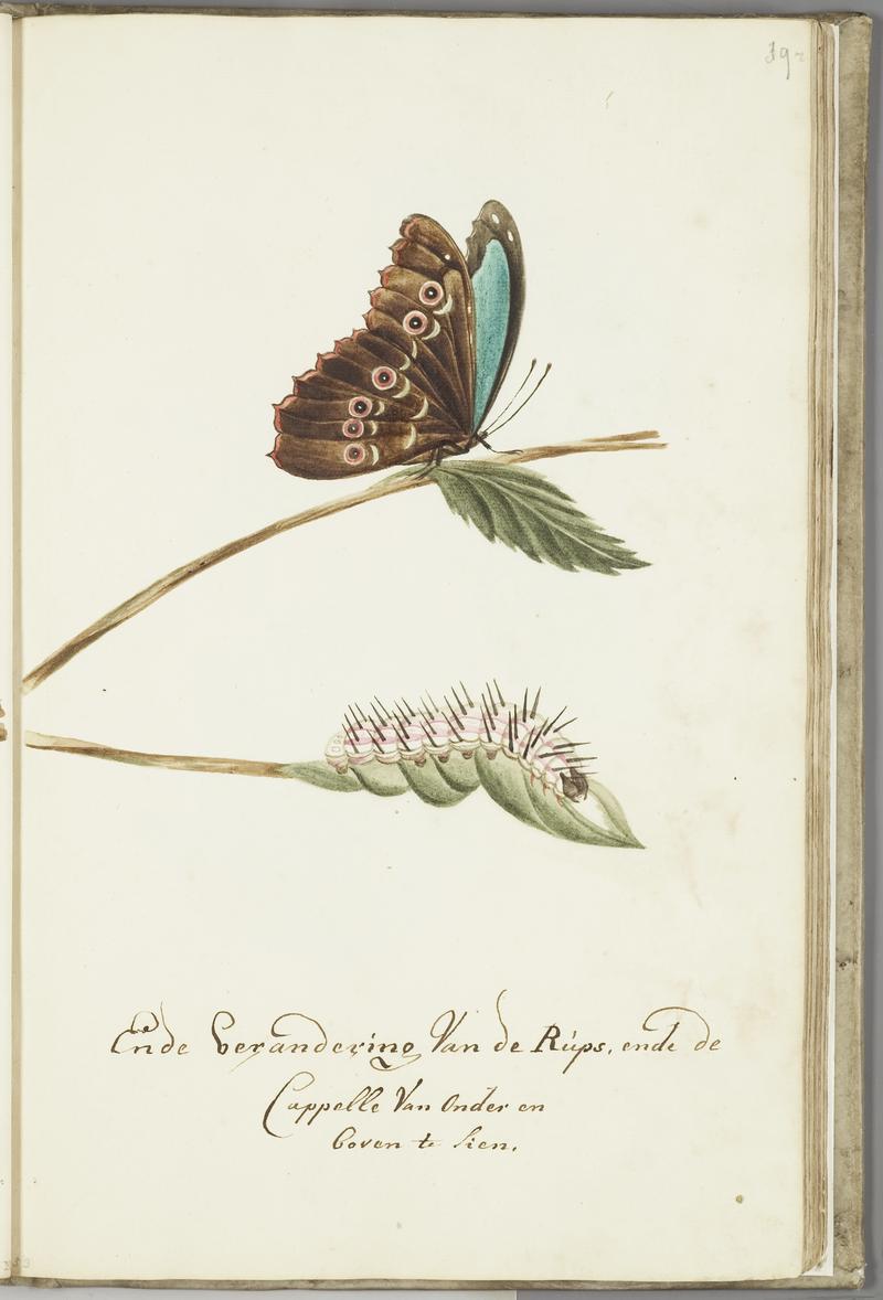 KITLV - 37A62 - Markée, Cornelis - "And metamorphosis of the caterpillar and the butterfly, seen from above and from below" - Brush drawing - Circa 1763