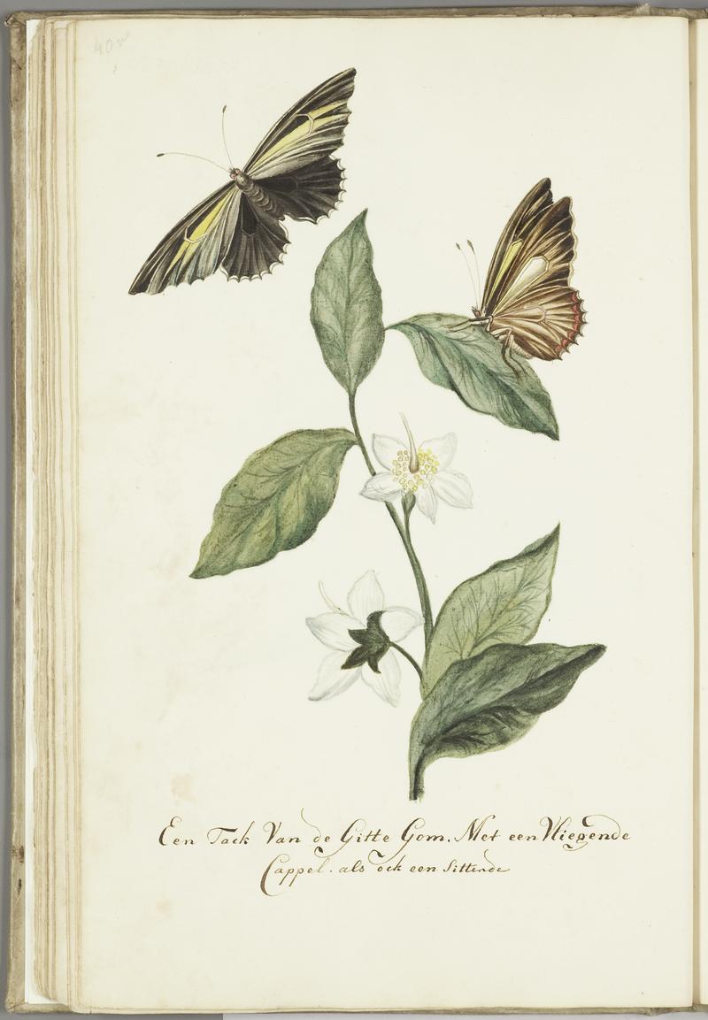 KITLV - 37A63 - Markée, Cornelis - A branch of "gitte" gum, with a flying and sitting butterfly - Brush drawing - Circa 1763