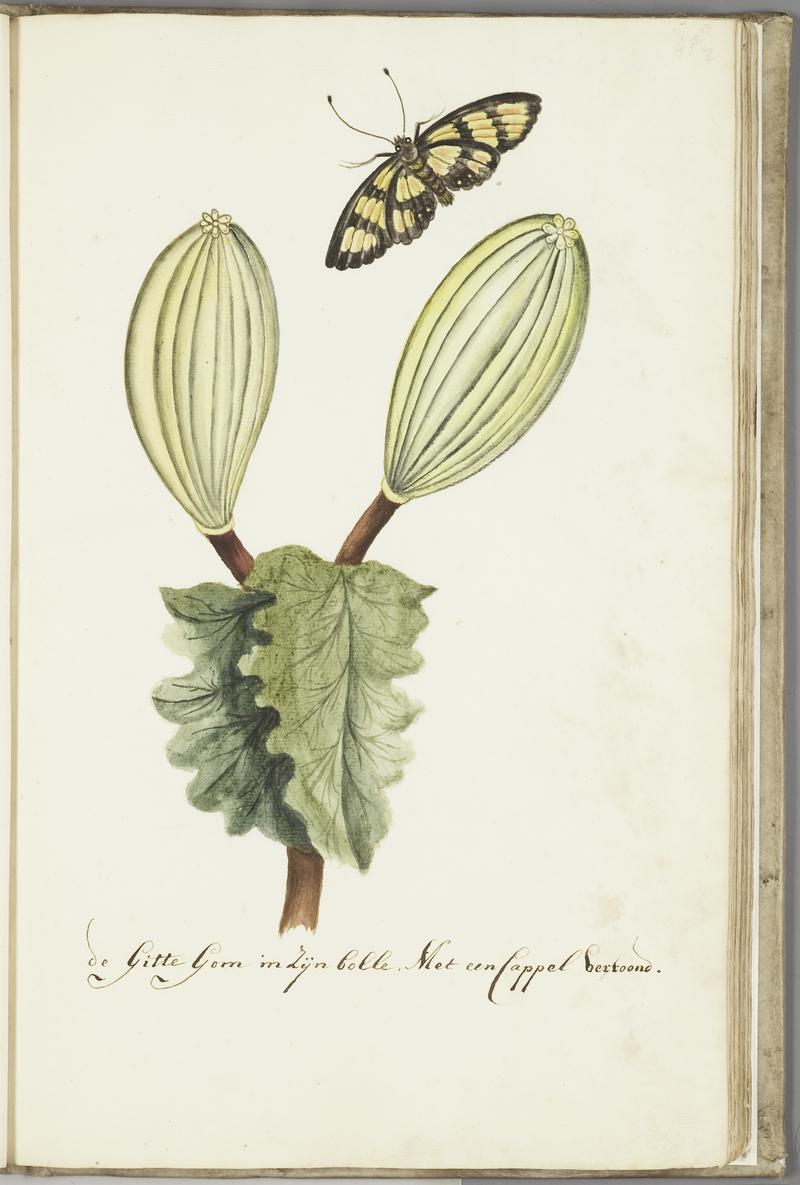 KITLV - 37A64 - Markée, Cornelis - "Gitte gom" plant with fruit and butterfly - Brush drawing - Circa 1763