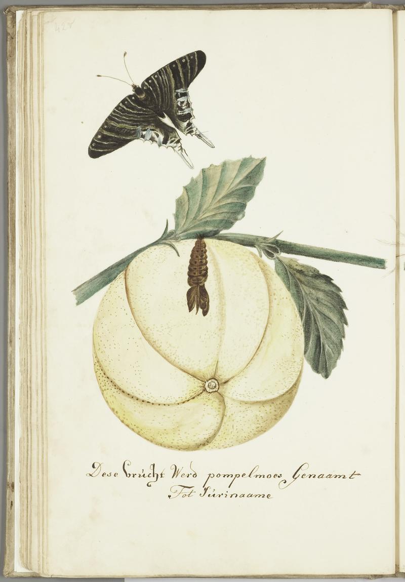 KITLV - 37A65 - Markée, Cornelis - Grapefruit with leaves, caterpillar and butterfly, Suriname - Brush drawing - Circa 1763
