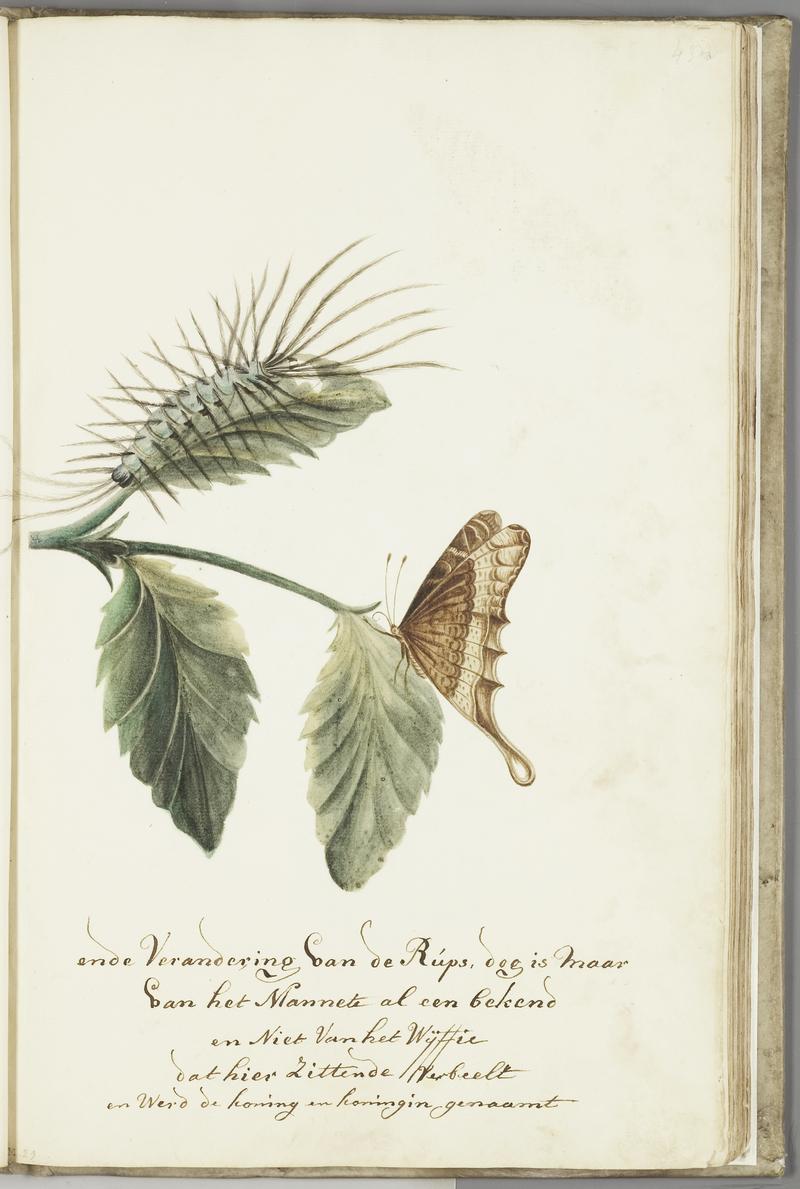 KITLV - 37A66 - Markée, Cornelis - Metamorphosis of the caterpillar, shown on a Leaf with the butterfly - Brush drawing - Circa 1763
