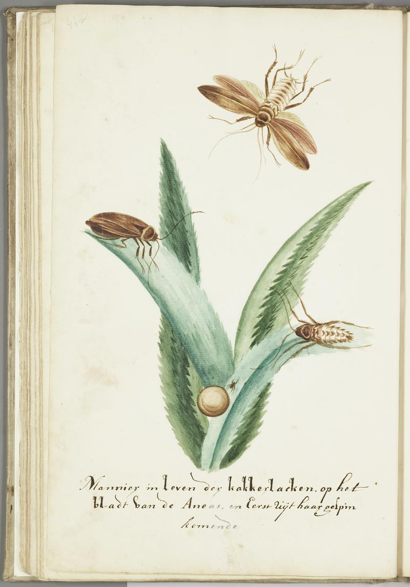 KITLV - 37A67 - Markée, Cornelis - Three cockroaches with an egg on ananas leaves - Brush drawing - Circa 1763