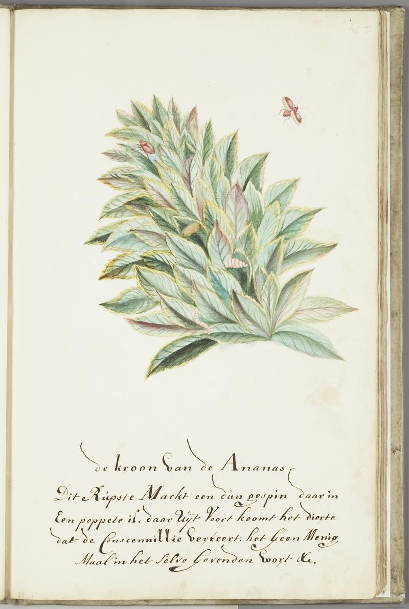 KITLV - 37A68 - Markée, Cornelis - Pineapple crown with caterpillar producing cochenille, larva and butterfly. - Brush drawing - Circa 1763