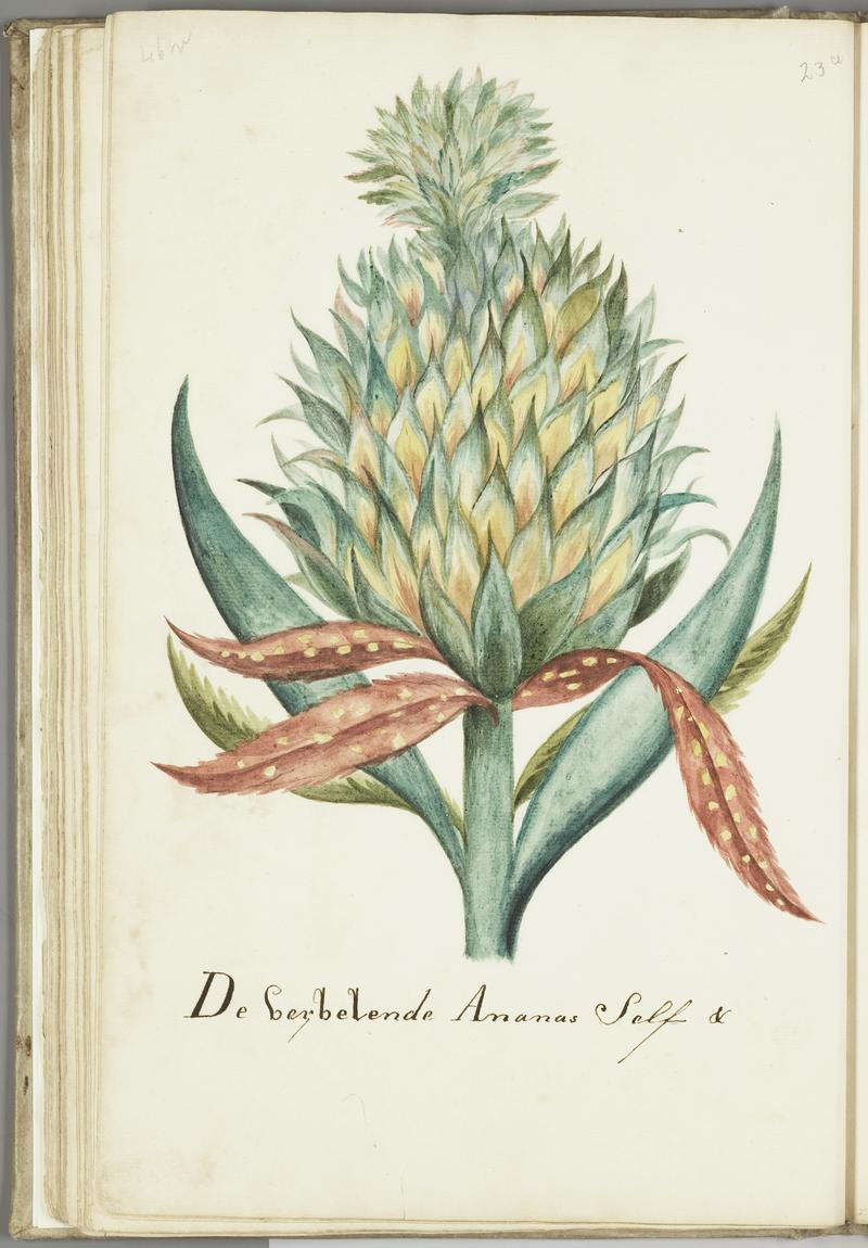 KITLV - 37A69 - Markée, Cornelis - Pineapple - Brush drawing - Circa 1763