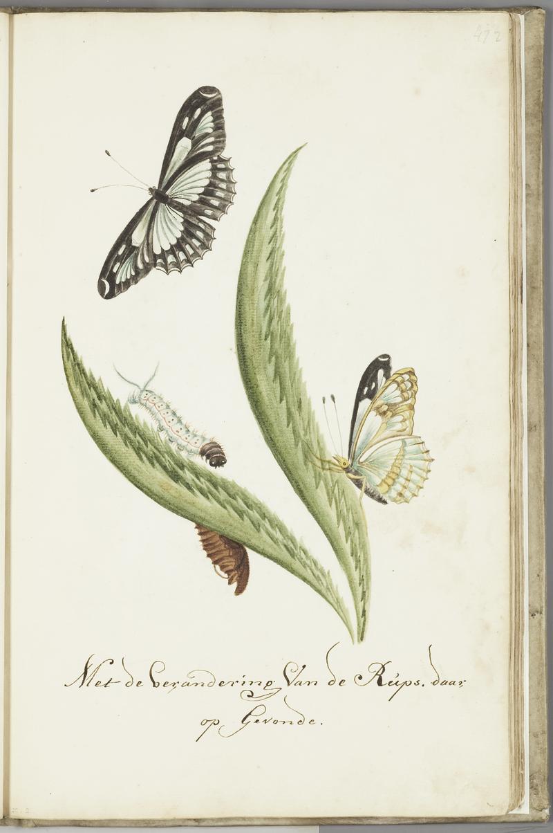 KITLV - 37A70 - Markée, Cornelis - Plant, caterpillar and butterfly - Brush drawing - Circa 1763
