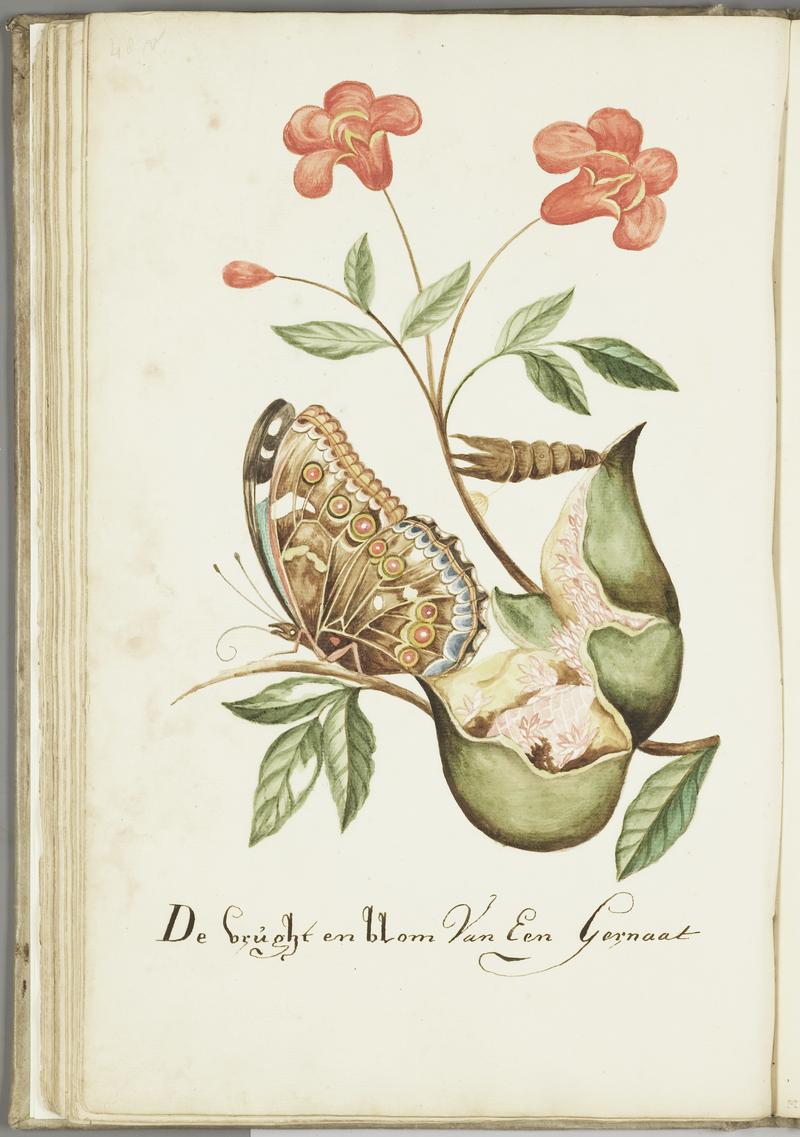 KITLV - 37A71 - Markée, Cornelis - The fruit and flower of a pomegranate - Brush drawing - Circa 1763