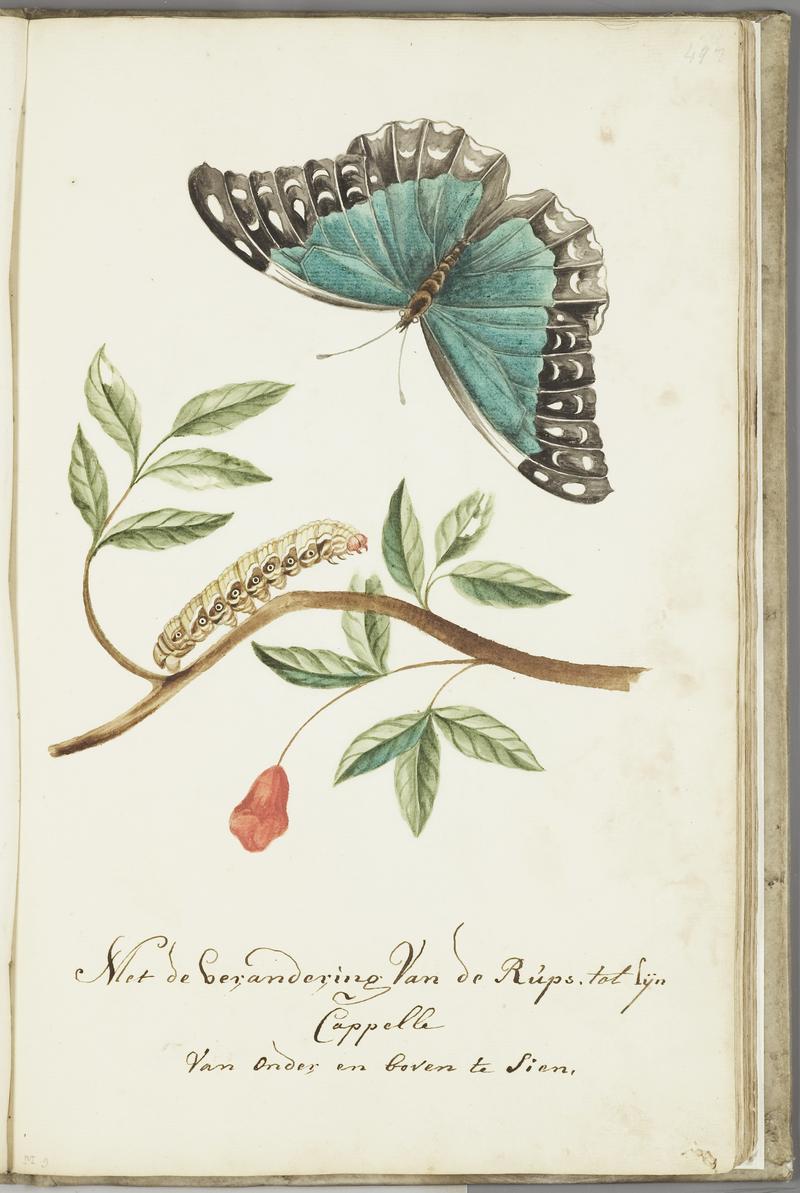 KITLV - 37A72 - Markée, Cornelis - Plant with leaves and flower, caterpillar and butterfly - Brush drawing - Circa 1763