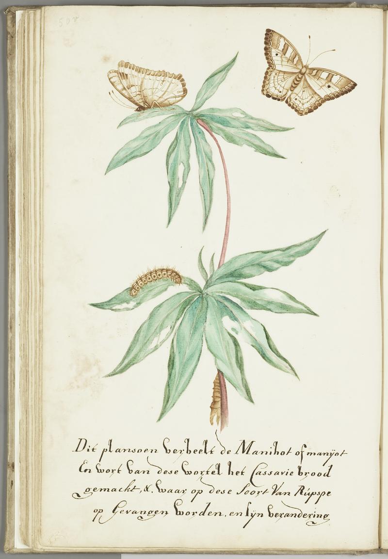KITLV - 37A73 - Markée, Cornelis - Manihot plant for cassava bread with caterpillar and butterfly - Brush drawing - Circa 1763