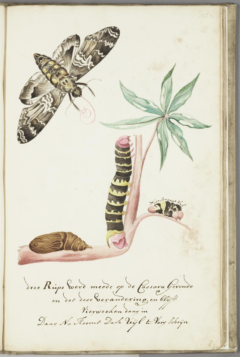 KITLV - 37A74 - Markée, Cornelis - Caterpillar found on cassava and turns into a moth in four weeks - Brush drawing - Circa 1763