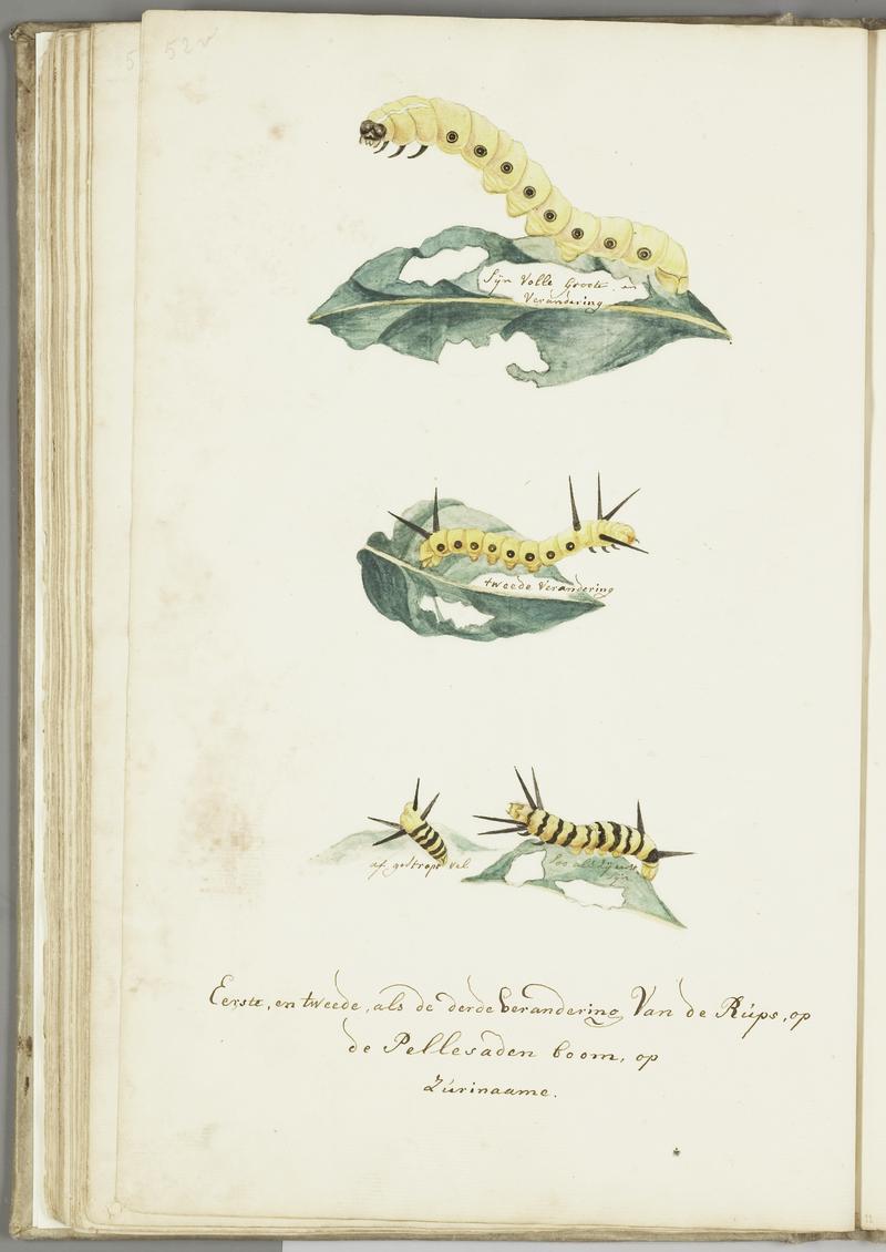 KITLV - 37A75 - Markée, Cornelis - First and second as the third stage of the caterpillar, on the "pellesaad" tree, Surinam - Brush drawing - Circa 1763