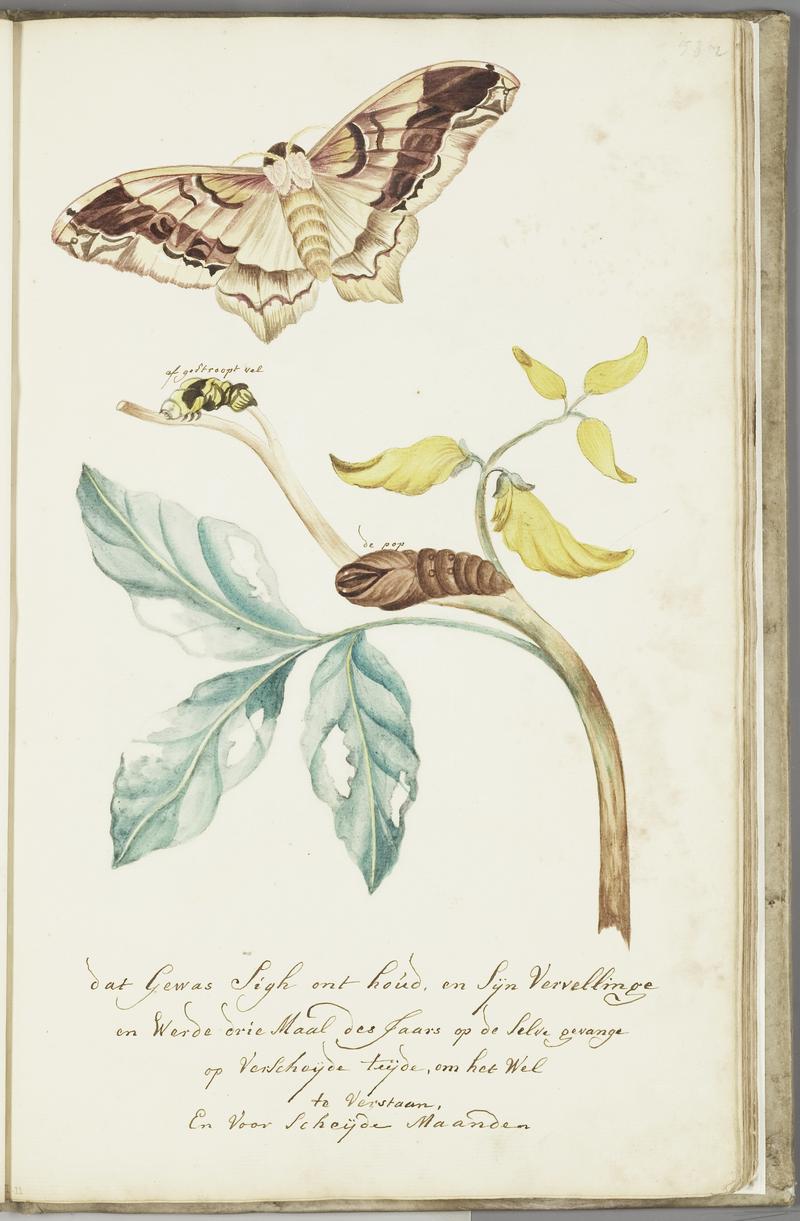 KITLV - 37A76 - Markée, Cornelis - Plant with caterpillar, its skin and butterfly - Brush drawing - Circa 1763