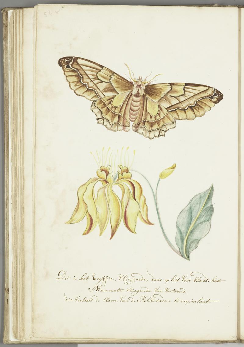 KITLV - 37A77 - Markée, Cornelis - "Pellesaat" flower, seed, leaf with butterfly - Brush drawing - Circa 1763
