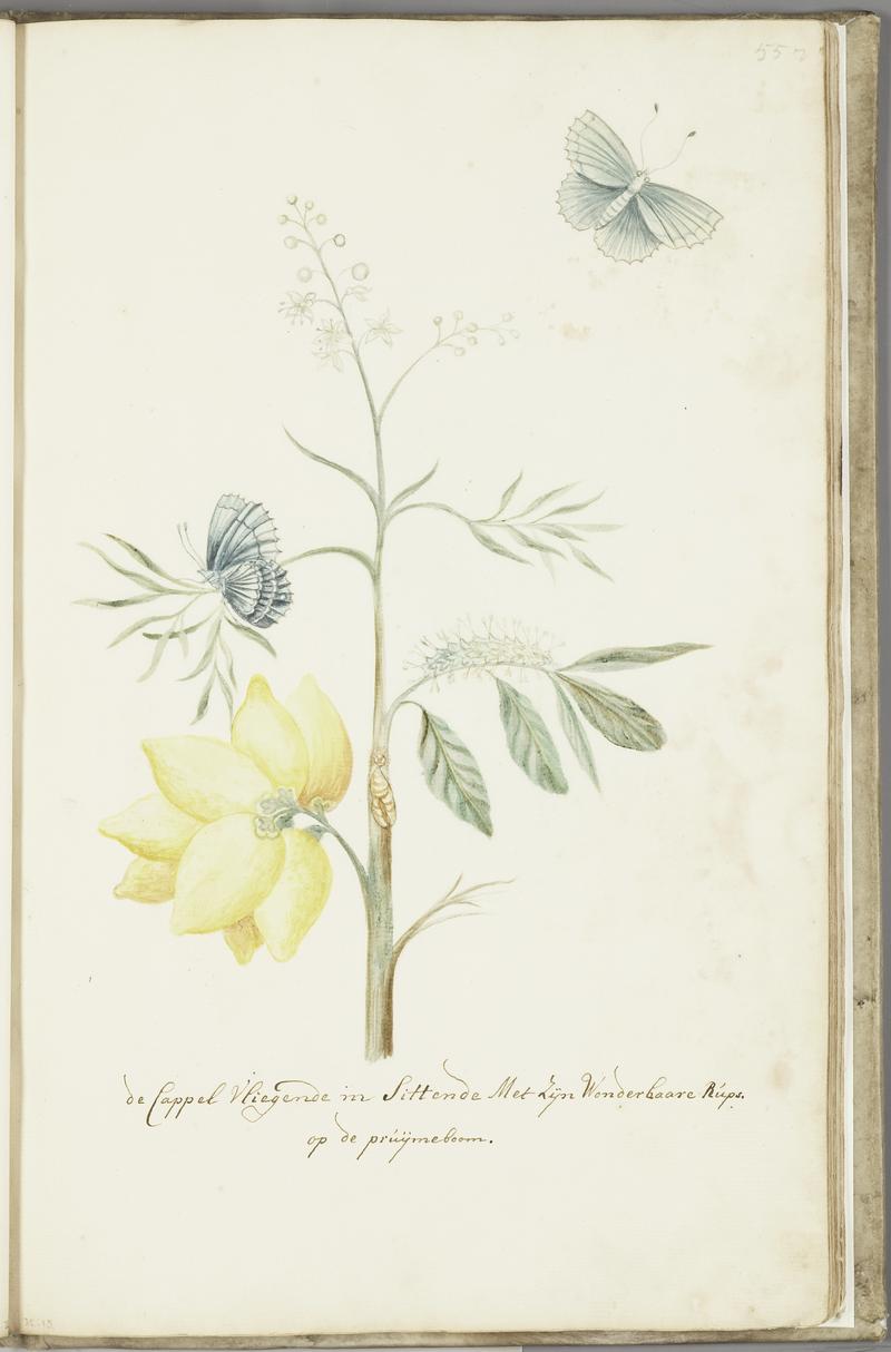 KITLV - 37A78 - Markée, Cornelis - Butterfly sitting and flying with wonderful caterpillar on a plum tree - Brush drawing - Circa 1763