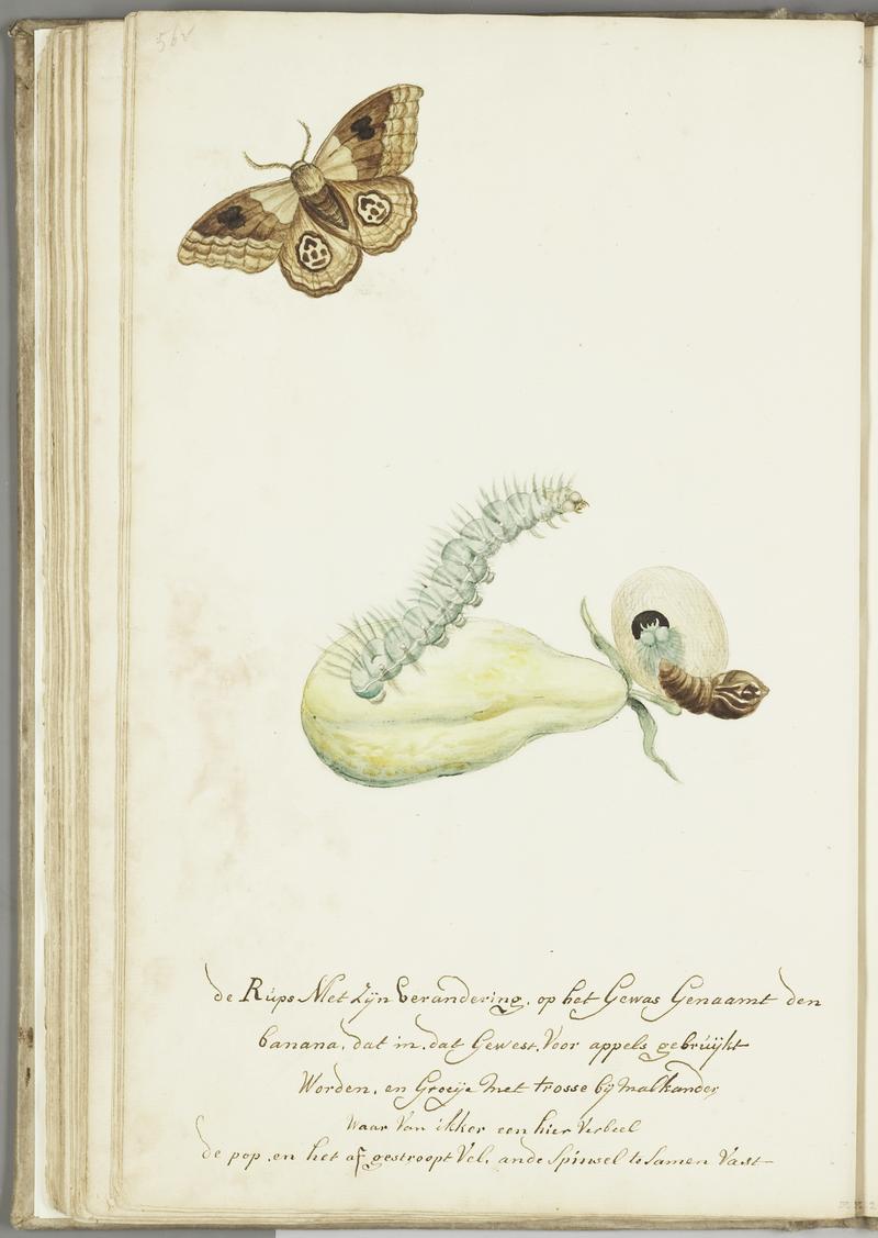KITLV - 37A79 - Markée, Cornelis - Caterpillar, pupa and butterfly belonging to the banana plant - Brush drawing - Circa 1763