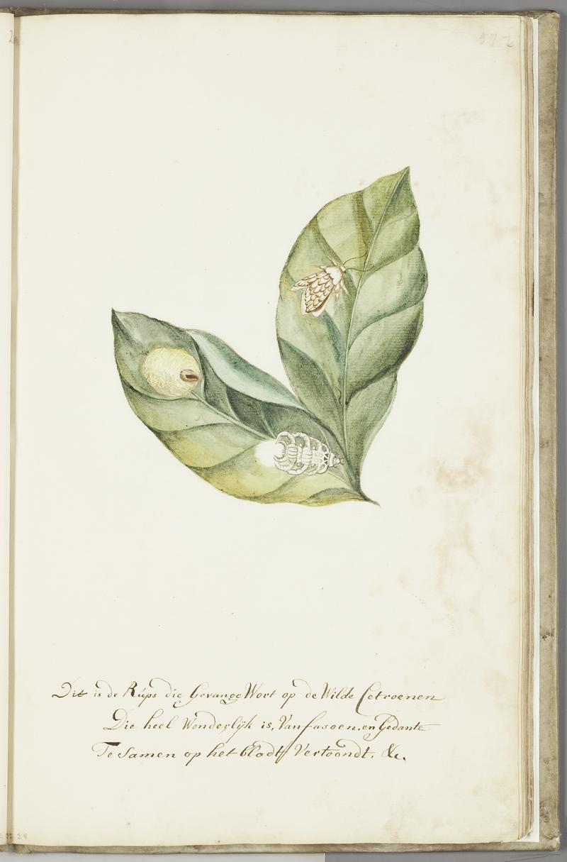 KITLV - 37A80 - Markée, Cornelis - Caterpillar on wild lemon leaves - Brush drawing - Circa 1763