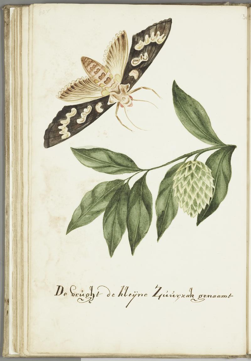KITLV - 37A81 - Markée, Cornelis - The fruit called the small soursop (guanábana, graviola, Annona muricata) - Brush drawing - Circa 1763