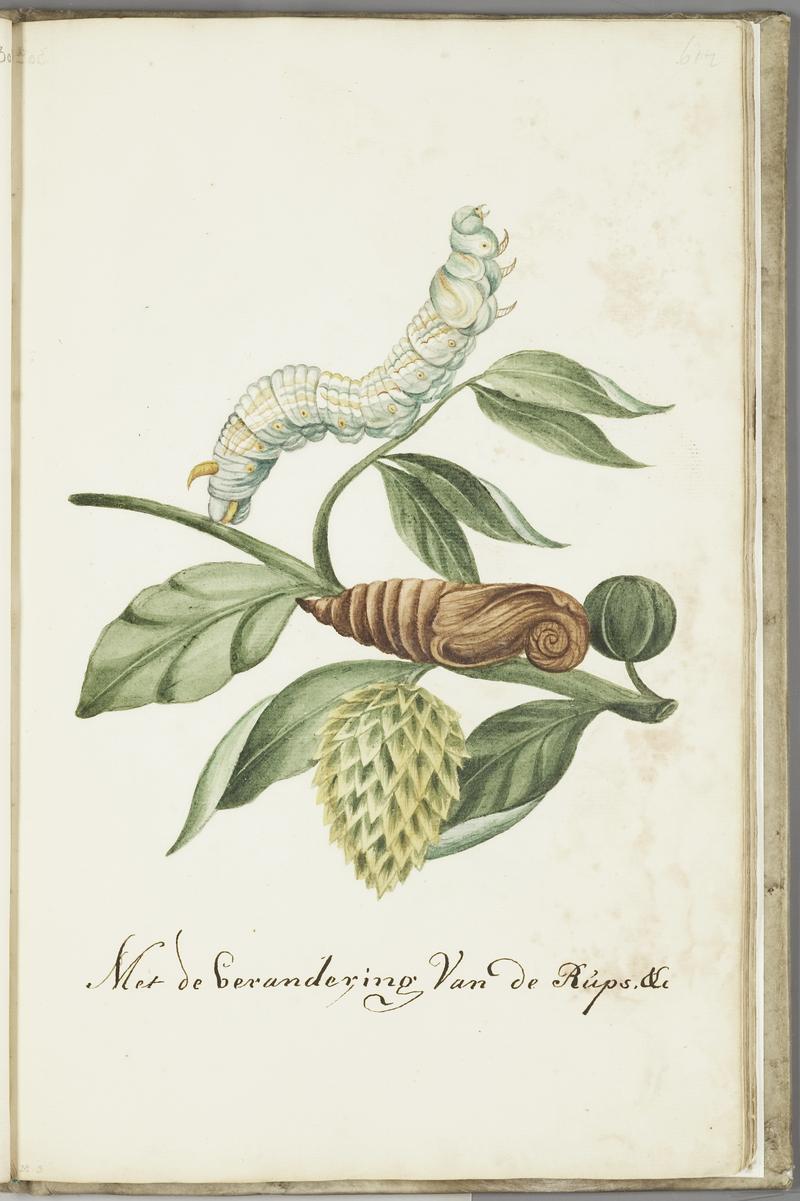 KITLV - 37A82 - Markée, Cornelis - Leaf with fruit, caterpillar and butterfly - Brush drawing - Circa 1763