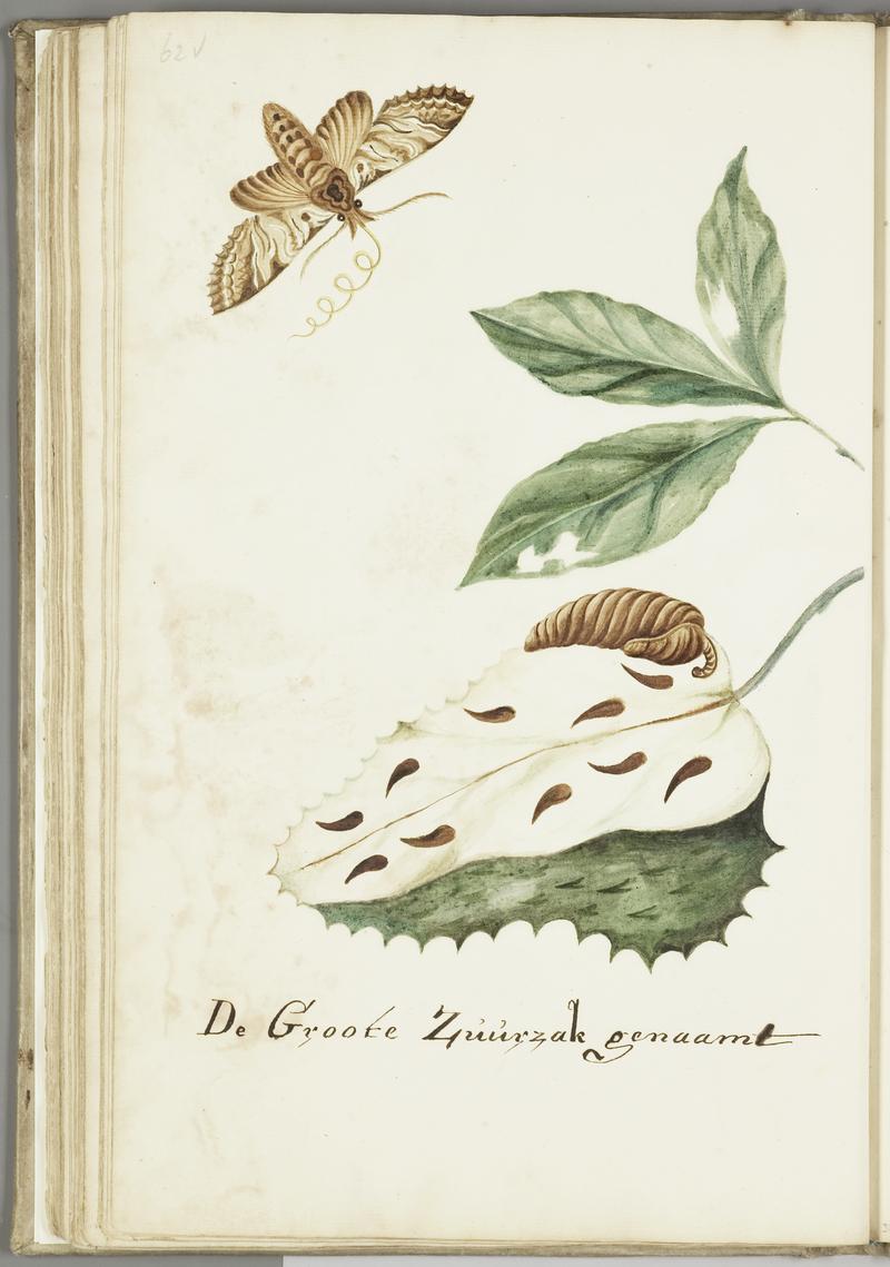 KITLV - 37A83 - Markée, Cornelis - The great soursop - Brush drawing - Circa 1763