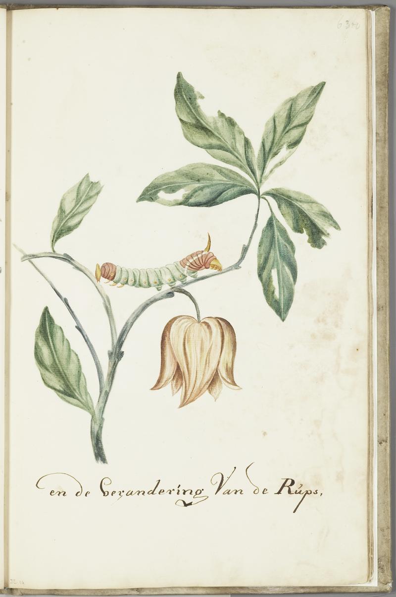 KITLV - 37A84 - Markée, Cornelis - Plant with leaves, flower and caterpillar - Brush drawing - Circa 1763