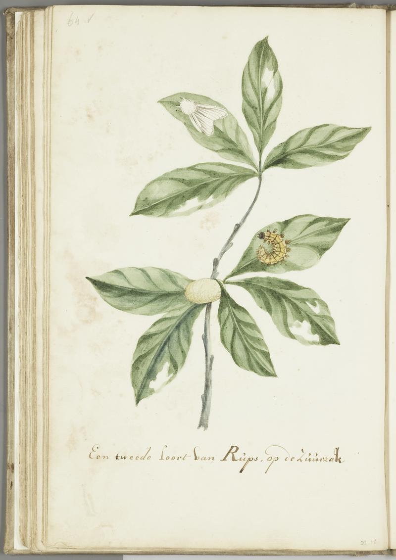 KITLV - 37A85 - Markée, Cornelis - A second type of caterpillar on the soursop - Brush drawing - Circa 1763
