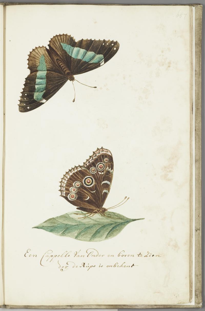 KITLV - 37A86 - Markée, Cornelis - "A butterfly seen from below and from above but the caterpillar is unknown" - Brush drawing - Circa 1763