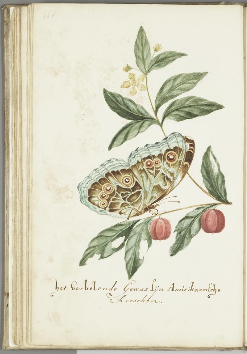 KITLV - 37A87 - Markée, Cornelis - American cherries - Brush drawing - Circa 1763