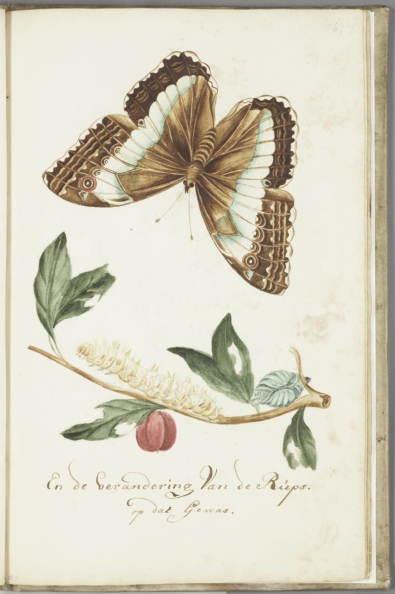 KITLV - 37A88 - Markée, Cornelis - Plant with leaves, caterpillar and butterfly - Brush drawing - Circa 1763