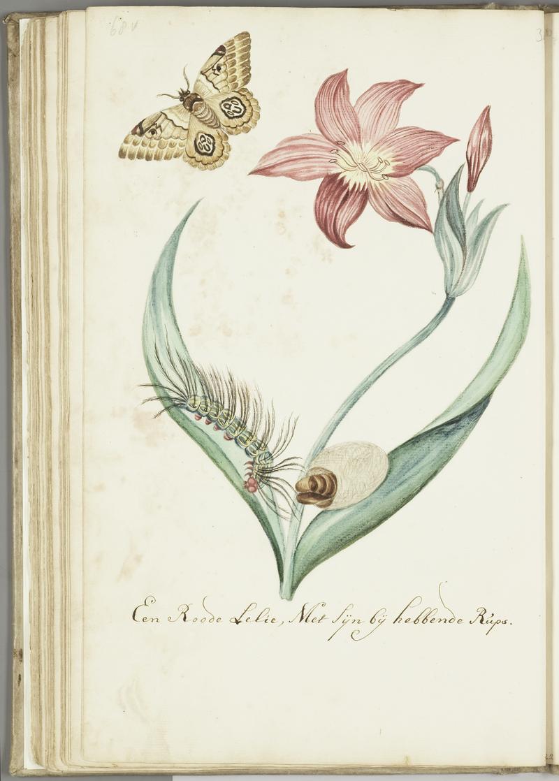 KITLV - 37A89 - Markée, Cornelis - A red lily with its caterpillar - Brush drawing - Circa 1763