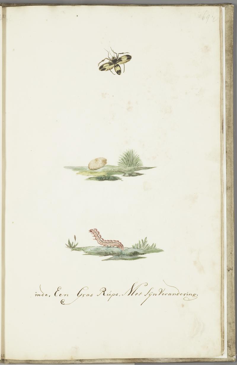 KITLV - 37A90 - Markée, Cornelis - A grass caterpillar with resulting butterfly - Brush drawing - Circa 1763